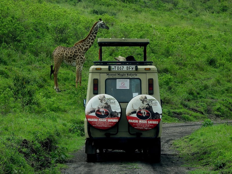 Wildlife Tours