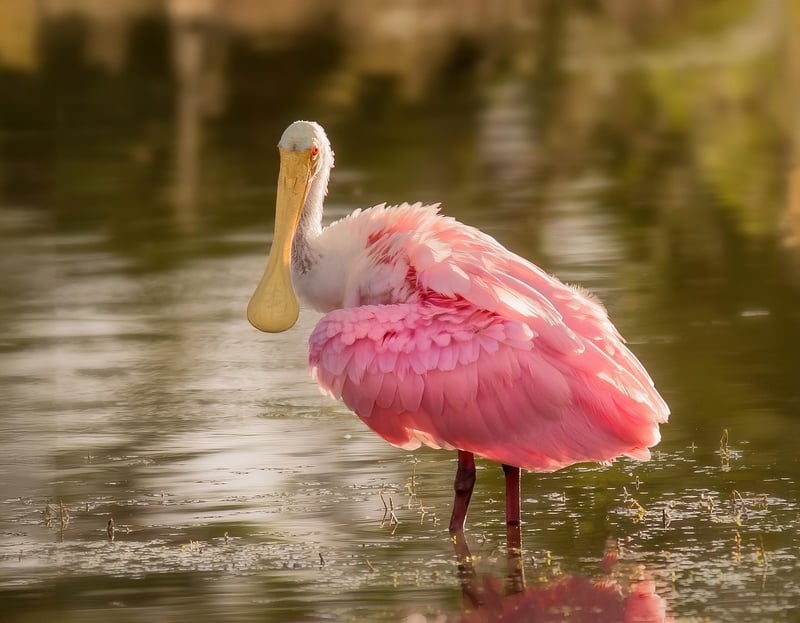 Wildlife Tour